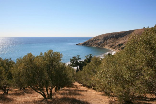 a view of an island cove, looking over a grove of olive trees