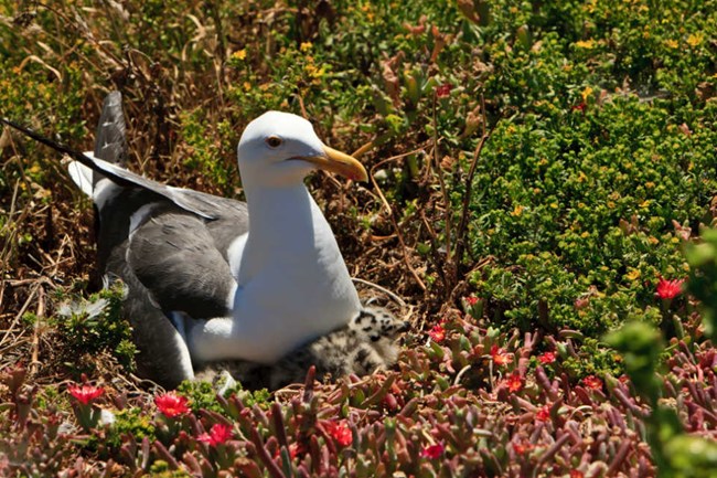 white and gray gull sitting on iceplant nest with black and gray spotted chick
