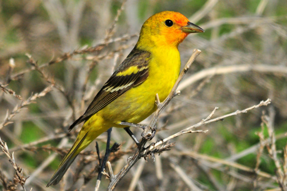 Western Tanager Island of the Blue Dolphins (U.S. National Park Service)