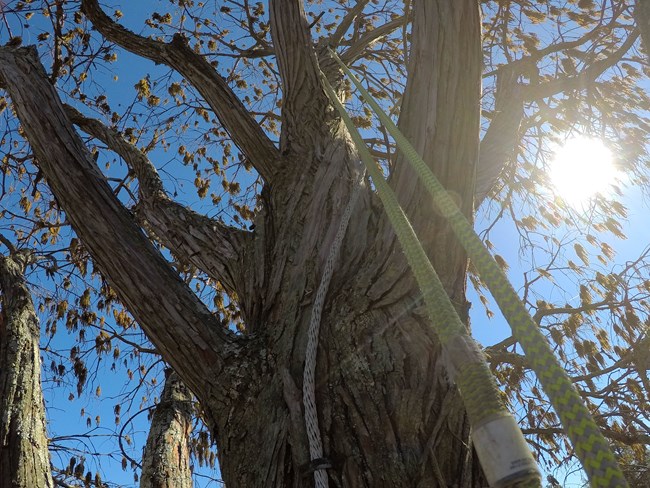 Climbing ropes reach up into the top branches of a tree, and a wire cable is attached to the trunk