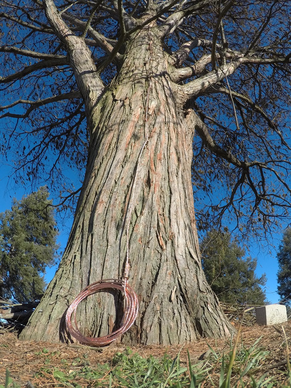 A cable is attached to the trunk of a tall tree from the top to the base of the trunk, where it is coiled.