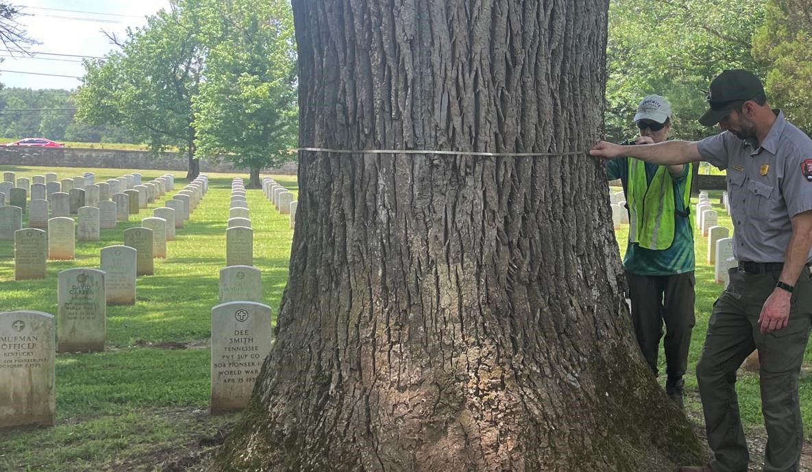 Two people, one in NPS uniform and one in a safety vest, hold a tape measure around the wide trunk of a tree in a cemetery