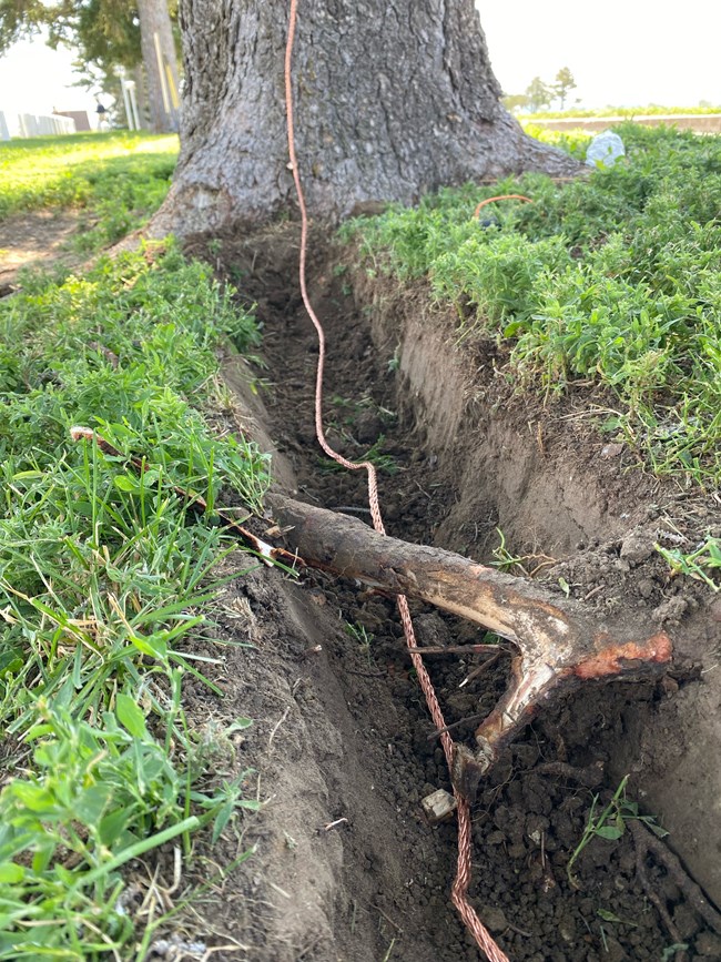 A metal cable lies in a narrow dirt trench, dug from the base of a tree trunk.