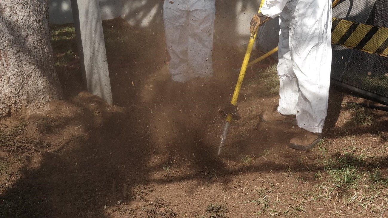 Loose soil flies as an employee uses an air spade tool to direct high pressure air into the soil at a tree base