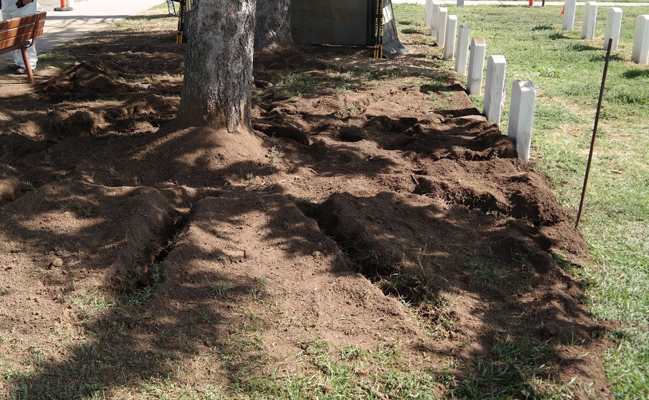 Narrow trenches in loose soil extend outward from the base of a tree trunk