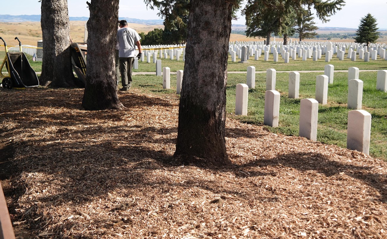 Mulch surrounds the base of three trees, beside a burial area in a national cemetery