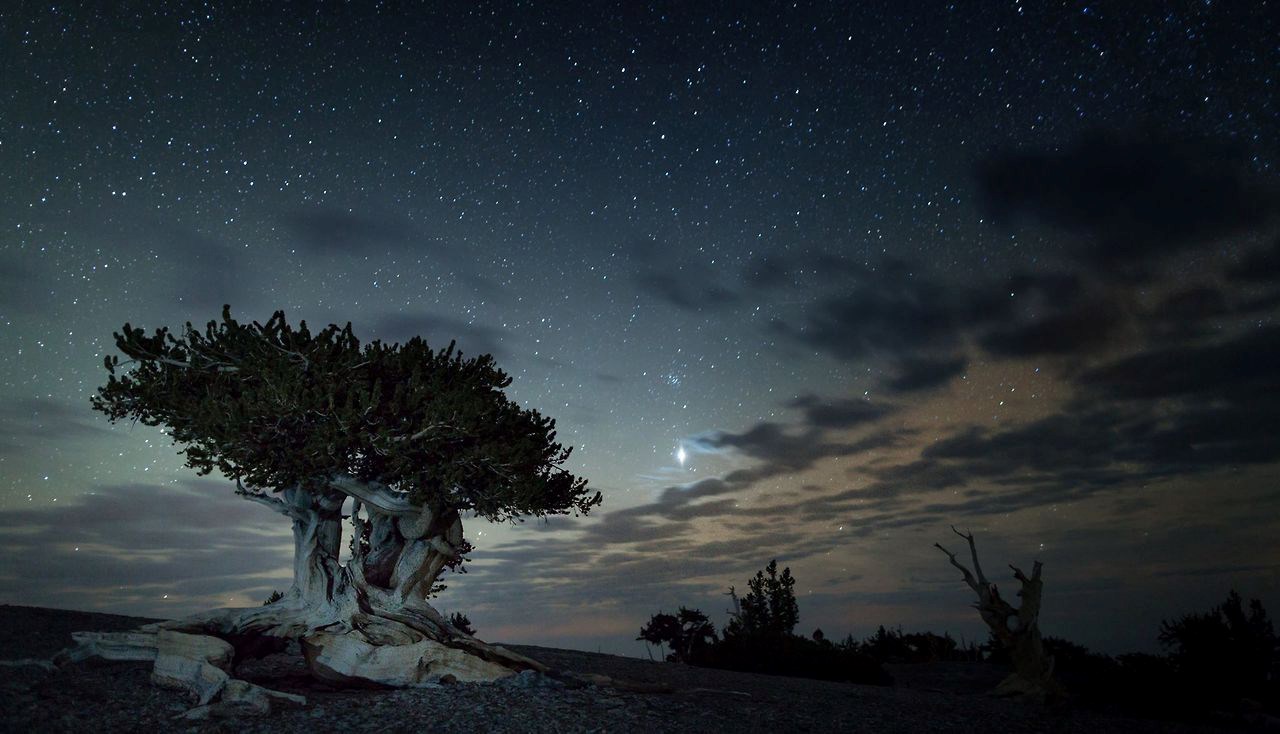 Night sky at twighlight with bristlecone pine lit and stars out. Great Basin National Park.