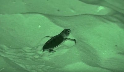 lt= An infrared camera captures this turtle hatchling as it crawls from its nest in the sand to the sea.