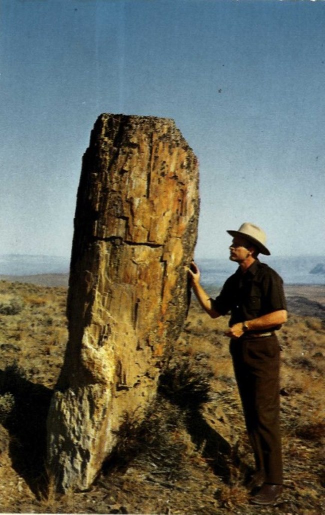 Large petrified tree in desert with man standing next to it