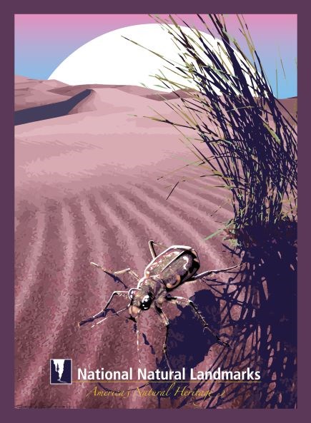 graphic artwork of beetle on sand dune