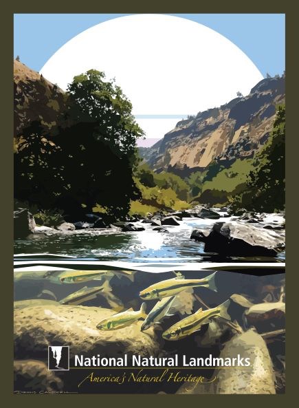Graphic artwork of underwater stream view with fish and rocks and above water is trees and sun