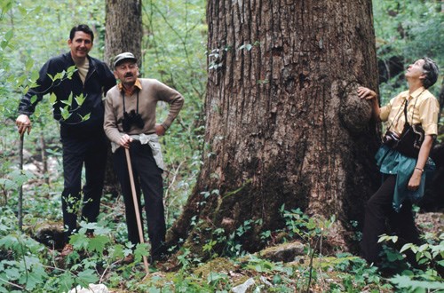 Three men in forest standing next to large tree