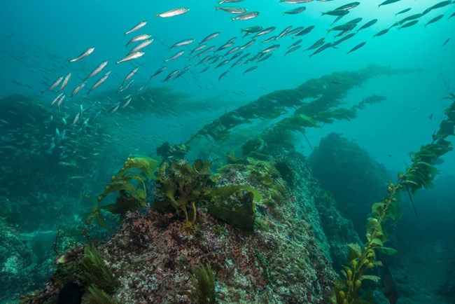 school of fish swimming above strands of kelp