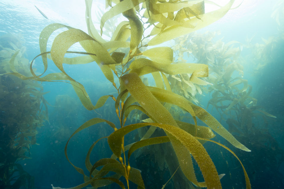 Plants, Alga, and Plankton - Oceans (U.S. National Park Service)