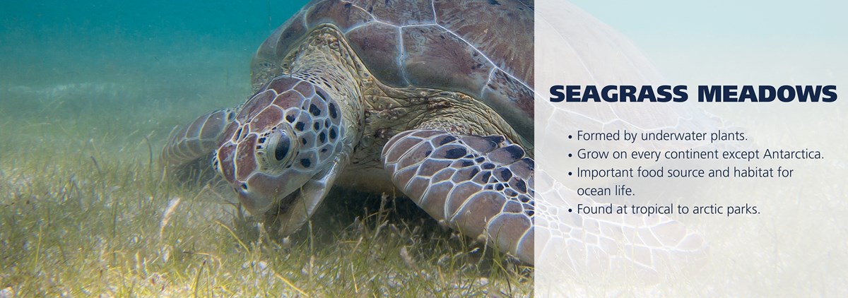 Seagrass Meadows - Oceans, Coasts & Seashores (U.S. National Park Service)