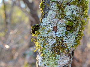 How to Assess Air Pollution's Impacts on Forests Lichen growing on a tree trunk