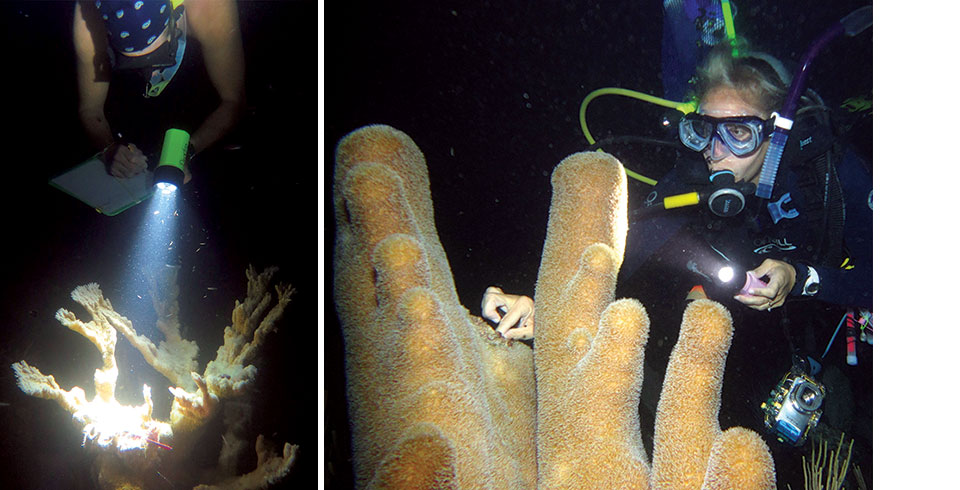 Sex On The Reef Observations Of Coral Spawning In Dry Tortugas