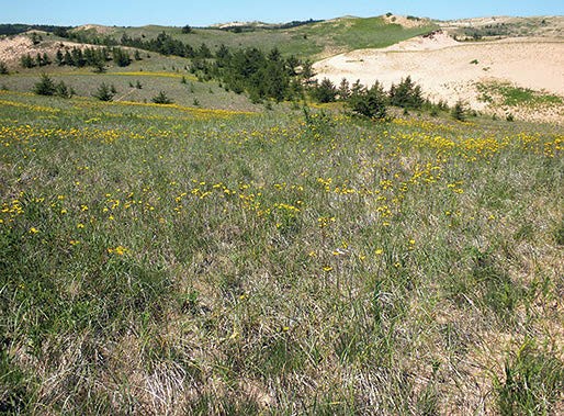 The lakeshore dune site at Pictured Rocks (Mich.) on Lake Superior. NPS photo. The lakeshore dune site at Pictured Rocks (Mich.) on Lake Superior. NPS photo.