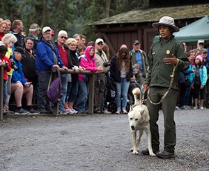 Working Like a Dog: See How Pups Help Park Rangers in These 12 Unusual Jobs  · National Parks Conservation Association