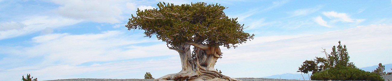 What Do We Mean by Old Growth? A short tree sits on a gray plain with blue skies and distant mountains in the background