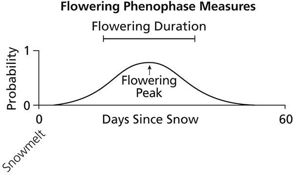Line curve showing probability of flowering duration and peak timing relative to days since snow melt. Peak flowering is about 27 days after snow melt. Probability that peak flowering occurs between around 15 and 39 days after snow melt is >30%.