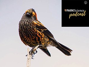 The Park Science Podcast, Episode 3: Mosquitoes Are Key to Hawaiian Honeycreeper Survival A colorful bird sits on a branch. On the upper right of the picture is the Park Science podcast logo.