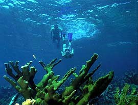 Snorkelers swim toward a reef in Biscayne National Park