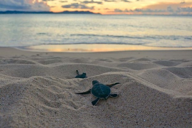 Green sea turtle hatchlings, Buck Island. Tiny turtles crawl over tan sand towards the ocean.