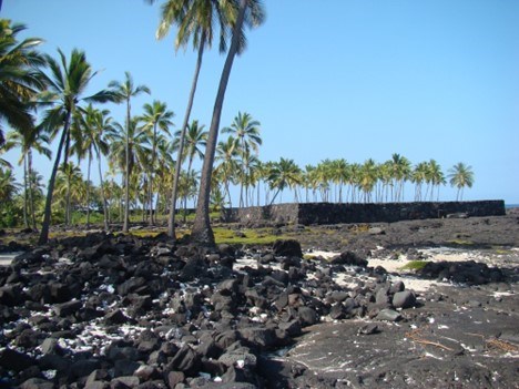 Black basalt beach lined with palm trees and a clear blue sky.