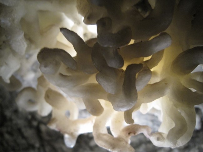Helictites intertwine and twist throughout the Timpanogos Cave System. Made of white rocks.