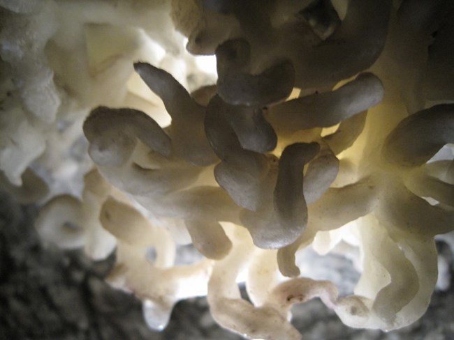 Helictites intertwine and twist throughout the Timpanogos Cave System. Helictites intertwine and twist throughout the Timpanogos Cave System. Made of white rocks.