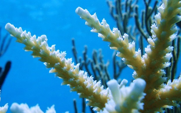 Sealife in blue water. Staghorn coral (Acropora cervicornis) is a fast-growing coral species.