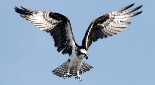 osprey bird sound