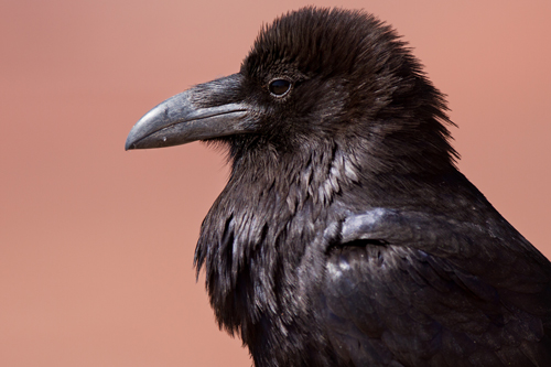 ravens birds sounds