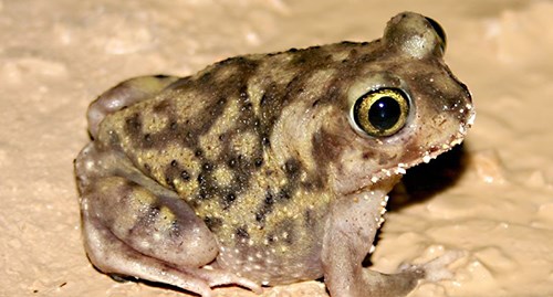 Photo of a Couch's Spadefoot Toad in the mud