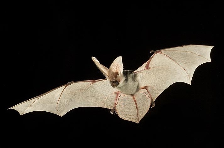 Spotted bat is photographed in mid flight with spread wings at night