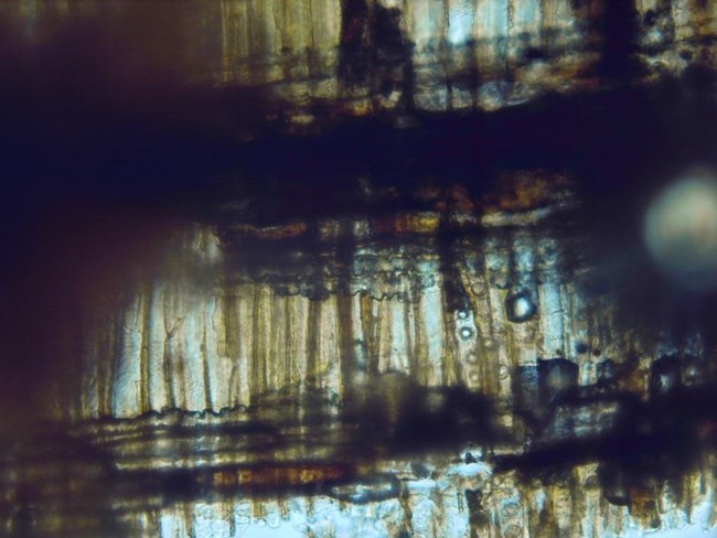 Microscope photograph of the natural structures inside a wood artifact (EVER 89817)