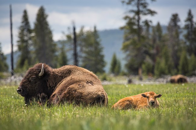 a bison and calf rest in a grassy meadow