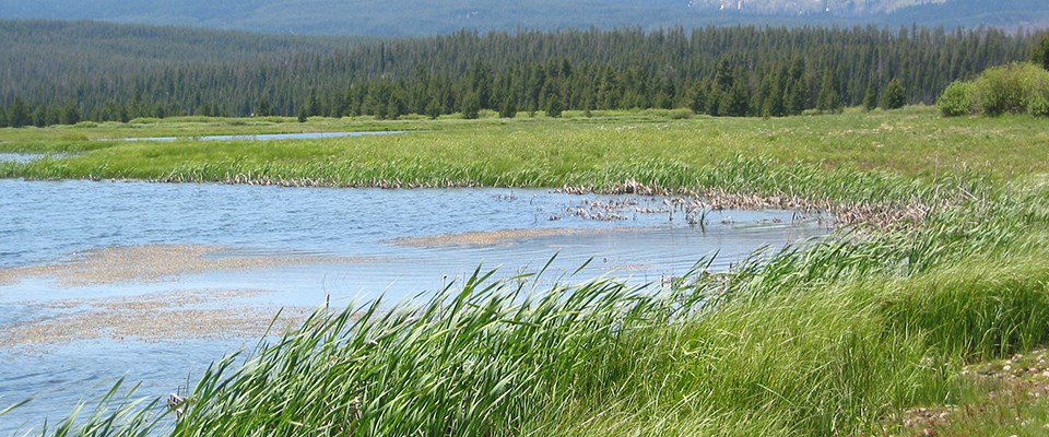 wetlands biome