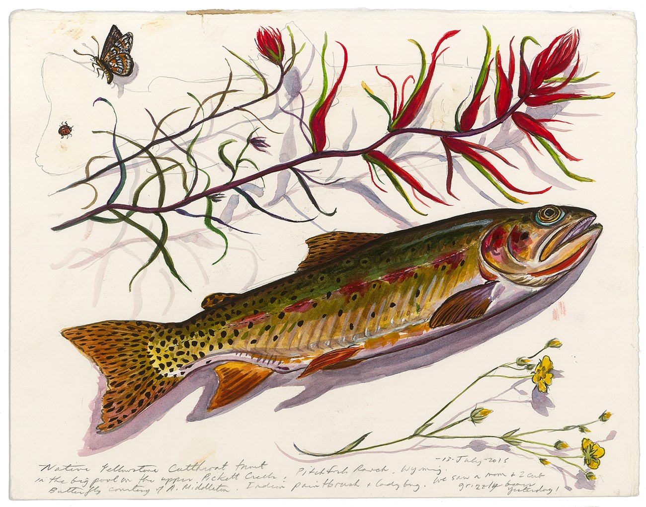 Rainbow trout eggs  U.S. Geological Survey