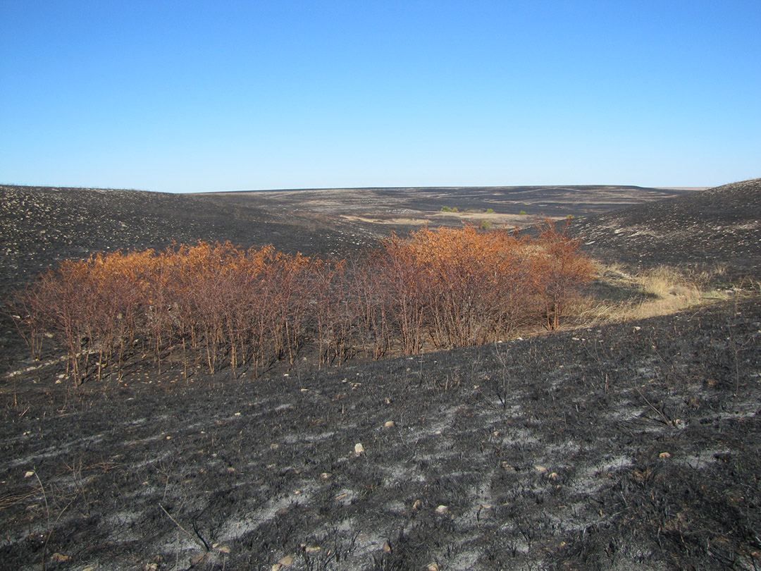Fall prescribed fire helps rid the prairie of woody species