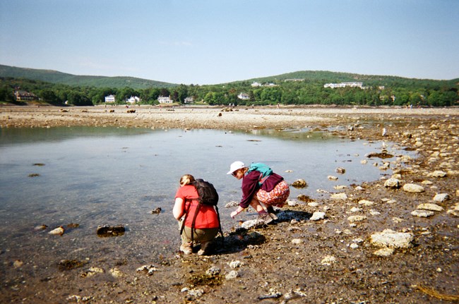 Visitors tidepooling off Bar Island Two people on a sandy gravel area looking at water