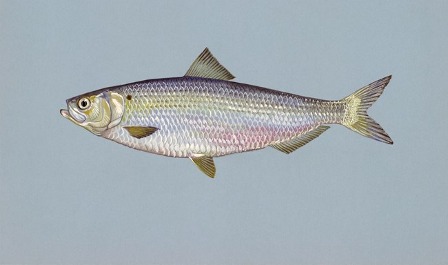 Blueback herring an illustration of a fish with silver blue and purple scales