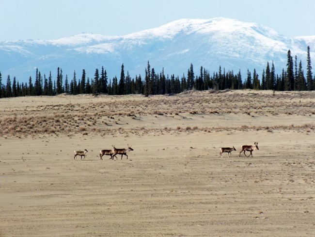 A group of caribou walking across sand dunes with Boreal Forest and snow-capped mountains in the background.