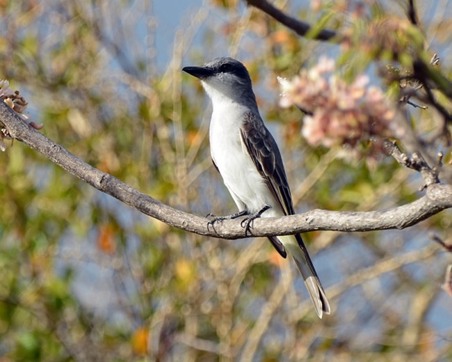 Gray Kingbird (Tyrannus dominicensis) Caroline Rogers