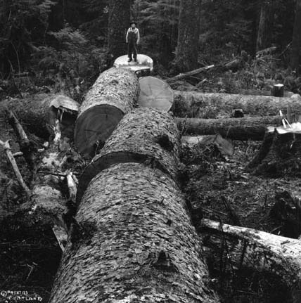 A black and white photo of a man standing in a forest near an enormous felled and cut up Sitka spruce tree.