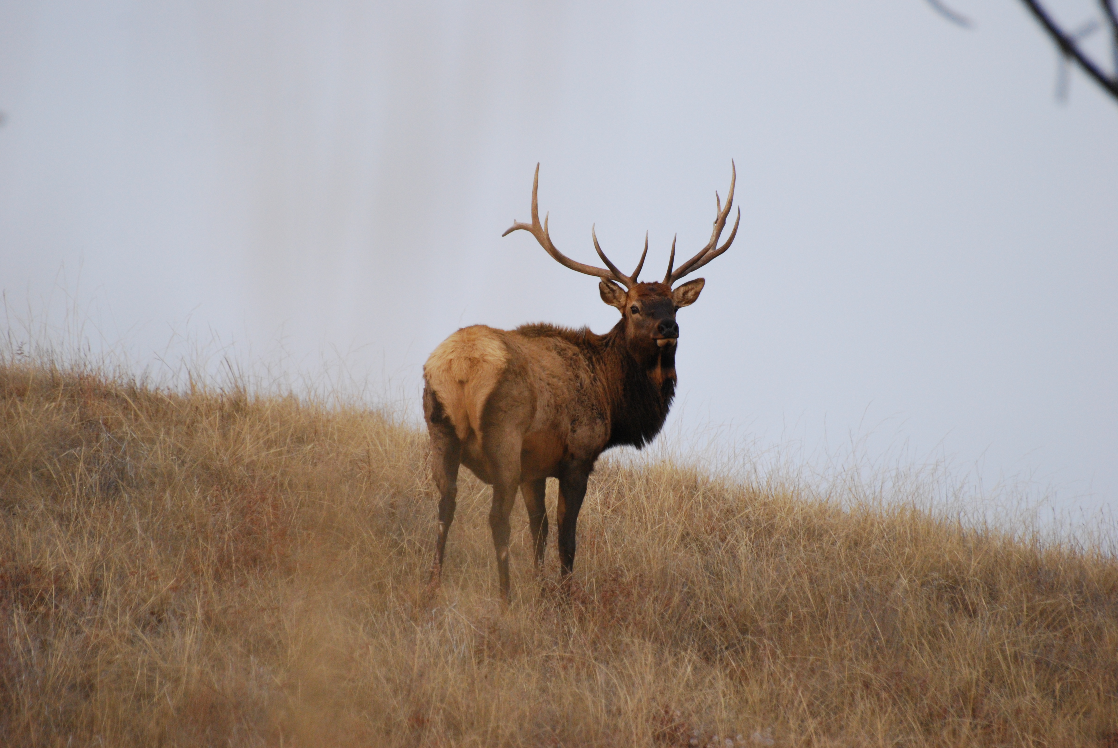 bull elk bugling