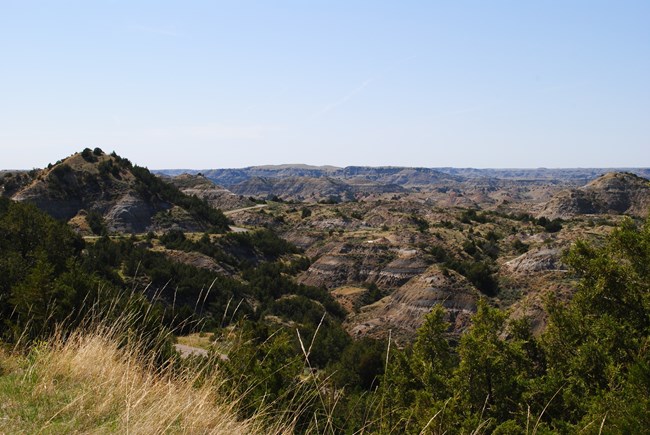 Trees mixed in badlands topography.