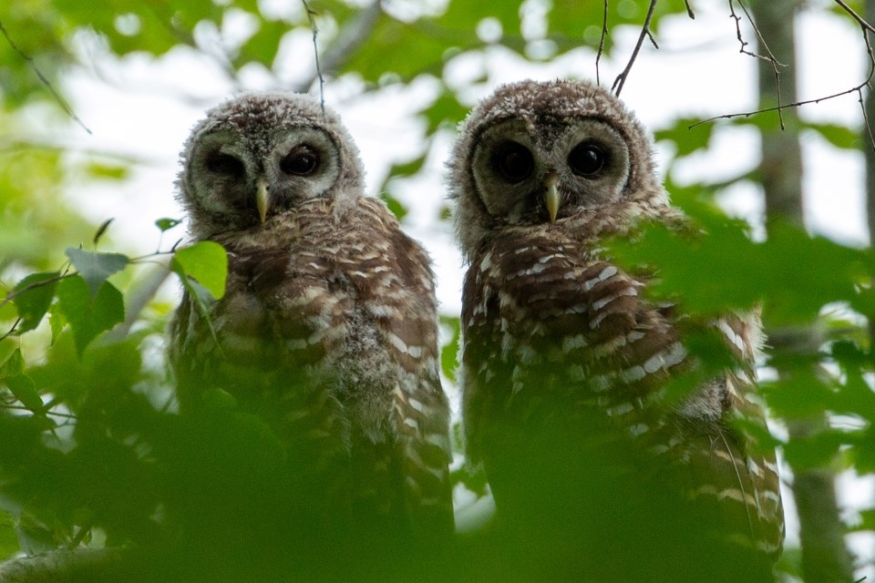 Fledgling Owls two young owls perched on a branch