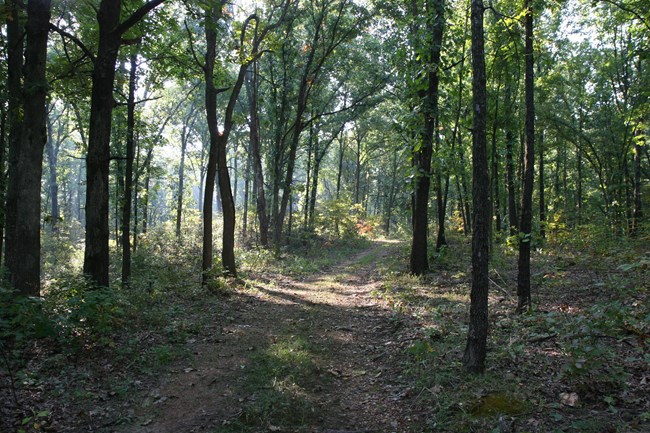Wire Road 2008 Photo of old dirt road winding through the woods